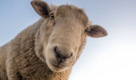 speaking about animals